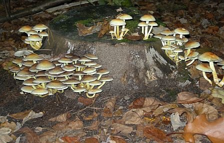 Herfst