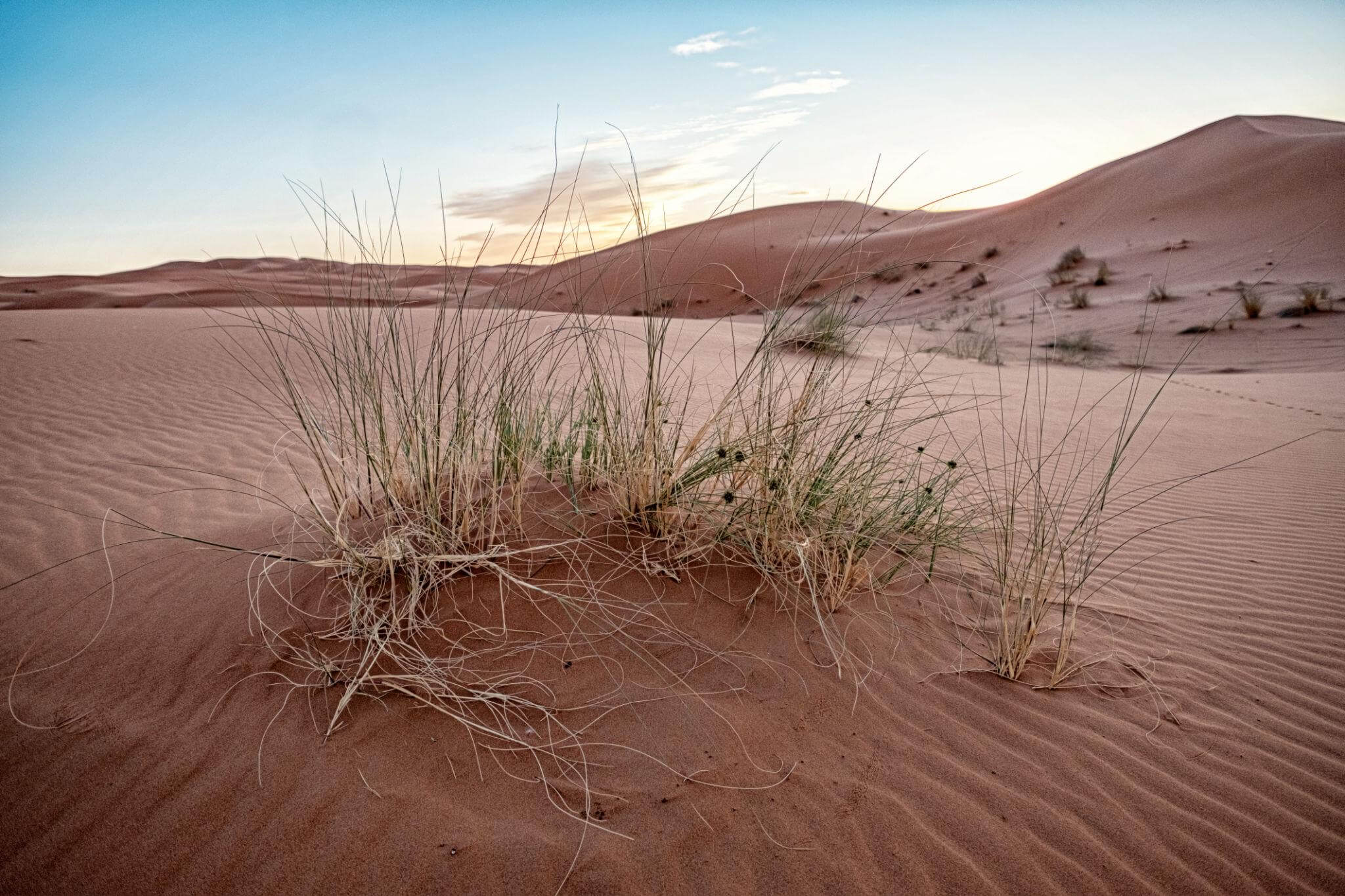 desert(1)